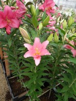 [5255 Vendome No01.JPG]